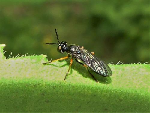 Dioctria longicornis